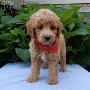 Mack, Mini Goldendoodle Puppy