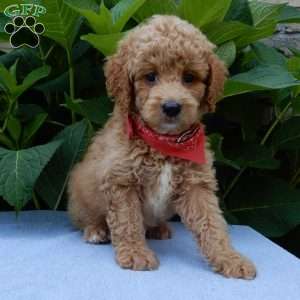 Mack, Mini Goldendoodle Puppy