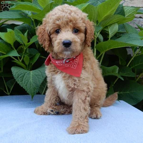 Mack, Mini Goldendoodle Puppy