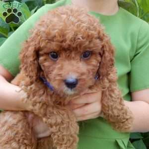 Mason, Mini Goldendoodle Puppy