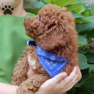 Mason, Mini Goldendoodle Puppy
