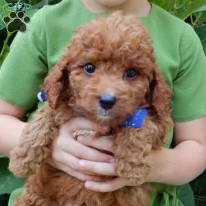 Mason, Mini Goldendoodle Puppy