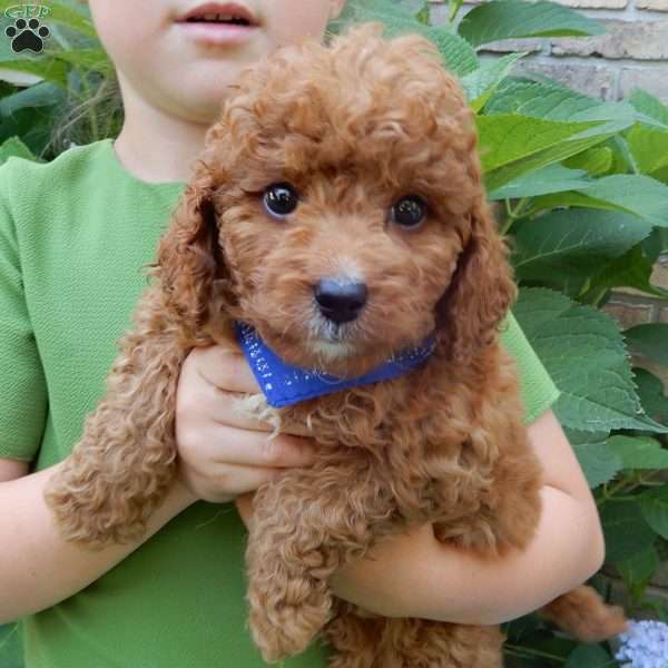 Mason, Mini Goldendoodle Puppy