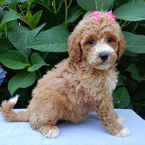 Ellie, Mini Goldendoodle Puppy