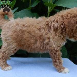 Ellie, Mini Goldendoodle Puppy