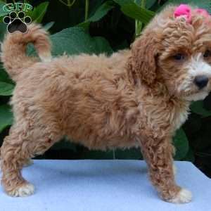 Ellie, Mini Goldendoodle Puppy