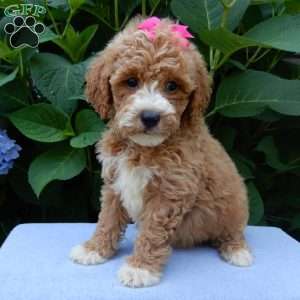 Ellie, Mini Goldendoodle Puppy