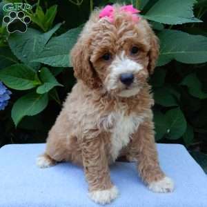 Ellie, Mini Goldendoodle Puppy
