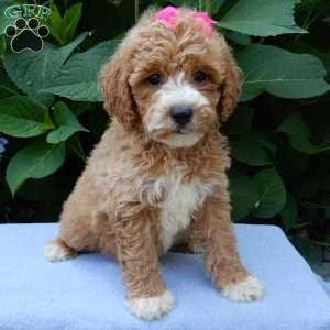 Ellie, Mini Goldendoodle Puppy