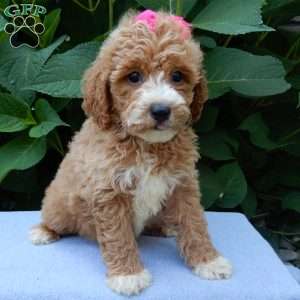 Ellie, Mini Goldendoodle Puppy