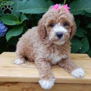 Ellie, Mini Goldendoodle Puppy