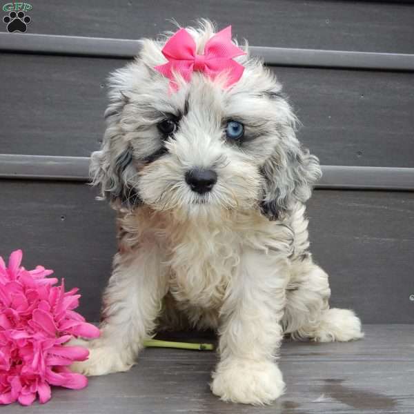 Aurora, Cockapoo Puppy