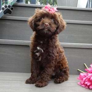 Brandy, Cockapoo Puppy