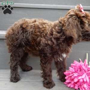 Brandy, Cockapoo Puppy