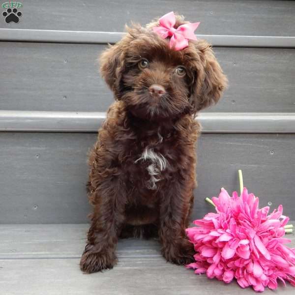 Brandy, Cockapoo Puppy