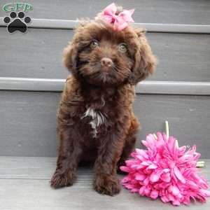 Brandy, Cockapoo Puppy