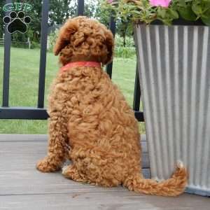 Mario, Cavapoo Puppy