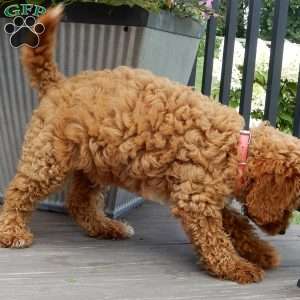 Mario, Cavapoo Puppy