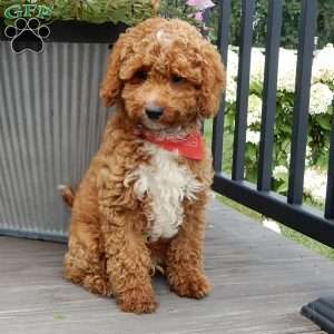 Mario, Cavapoo Puppy