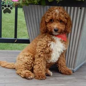 Mario, Cavapoo Puppy