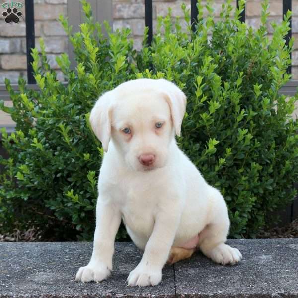 Rachel, Yellow Labrador Retriever Puppy