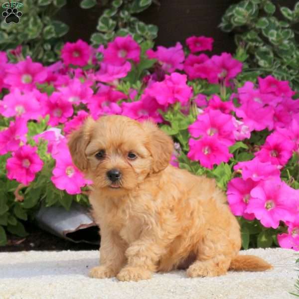 Rachel, Havapoo Puppy