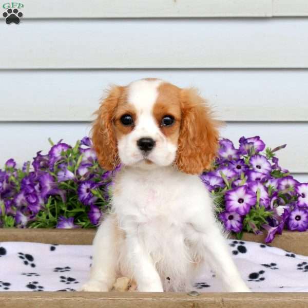 Rachel, Cavalier King Charles Spaniel Puppy