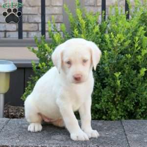 Rachel, Yellow Labrador Retriever Puppy