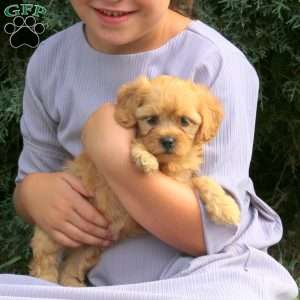 Rachel, Havapoo Puppy
