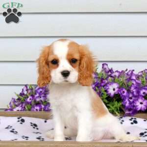 Rachel, Cavalier King Charles Spaniel Puppy