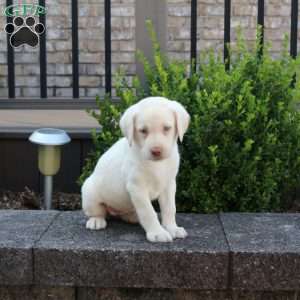 Rachel, Yellow Labrador Retriever Puppy