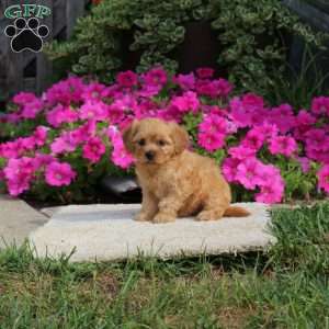 Rachel, Havapoo Puppy