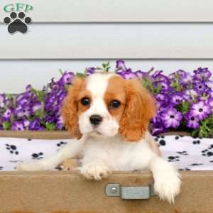 Rachel, Cavalier King Charles Spaniel Puppy