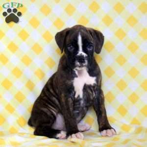 Radar, Boxer Puppy