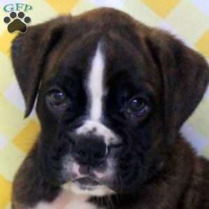 Radar, Boxer Puppy