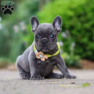 Radiance, French Bulldog Puppy