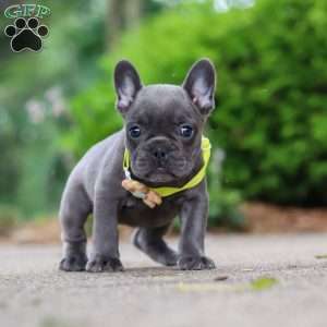Radiance, French Bulldog Puppy