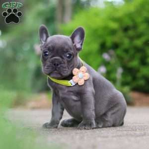 Radiance, French Bulldog Puppy