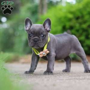 Radiance, French Bulldog Puppy