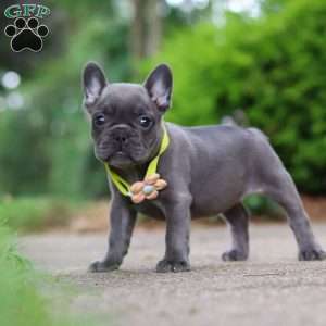 Radiance, French Bulldog Puppy