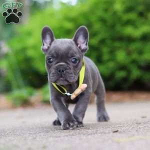 Radiance, French Bulldog Puppy