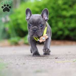 Radiance, French Bulldog Puppy