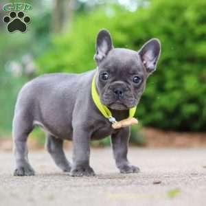 Radiance, French Bulldog Puppy