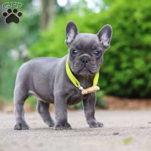 Radiance, French Bulldog Puppy