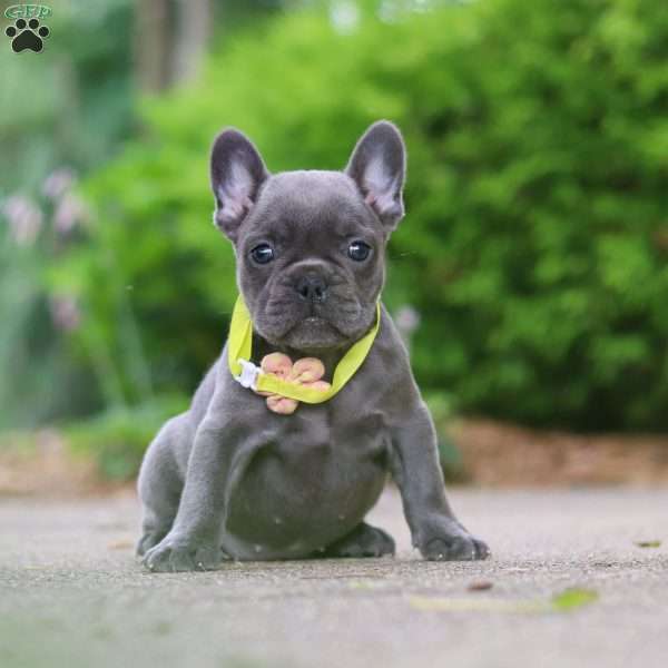 Radiance, French Bulldog Puppy