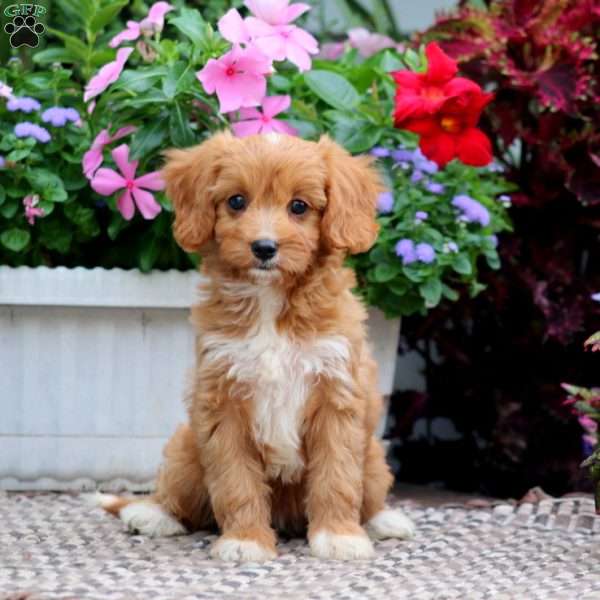 Rainbow, Cavapoo Puppy