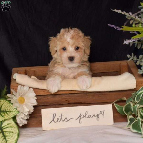 Ralph, Bich-Poo Puppy