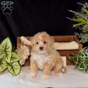 Ralph, Bich-Poo Puppy