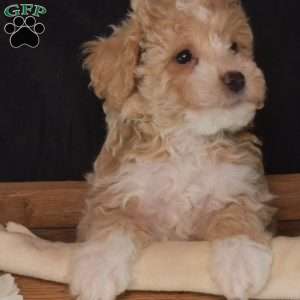 Ralph, Bich-Poo Puppy