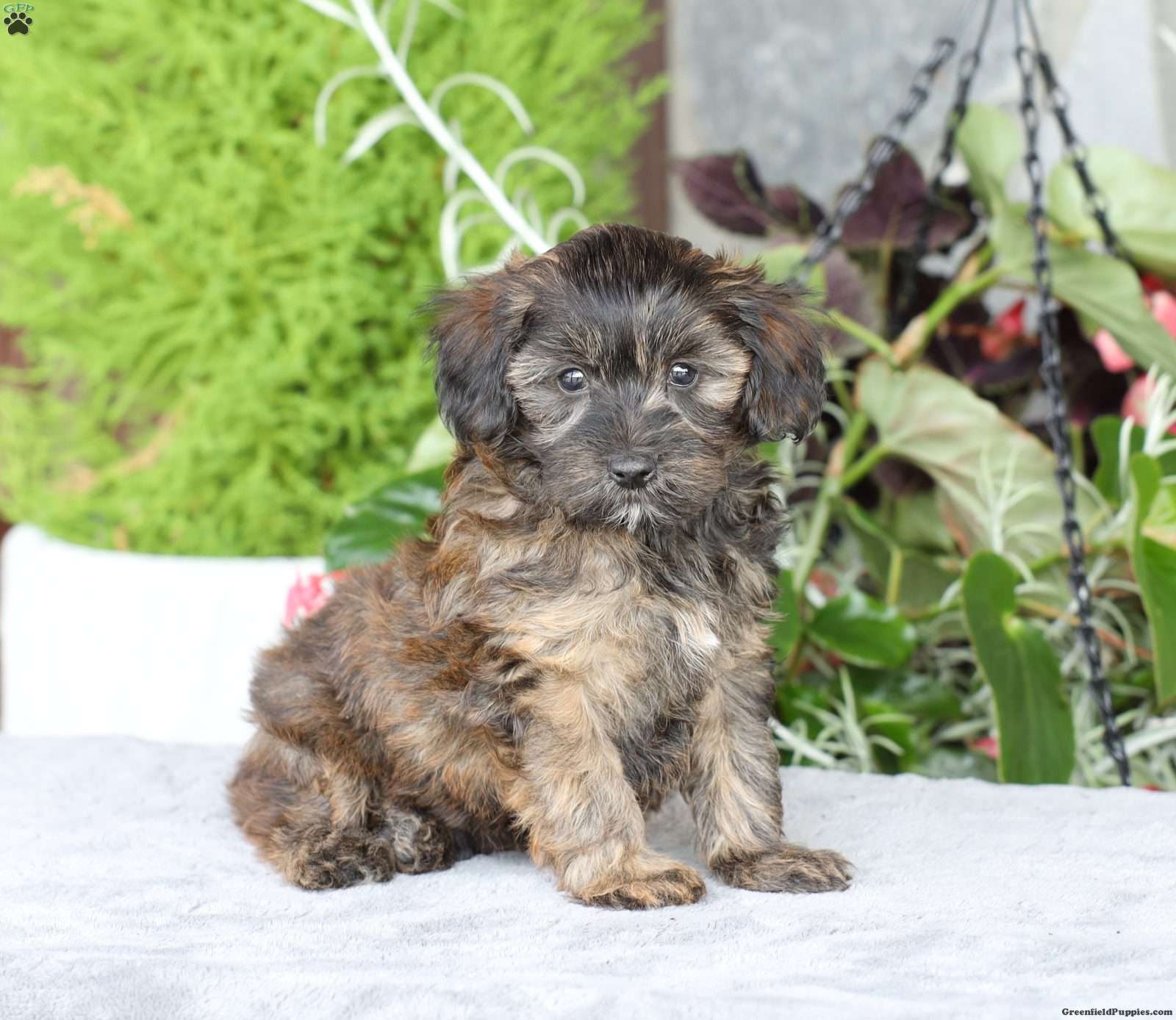 Rambo - Yorkie Poo Puppy For Sale in Pennsylvania